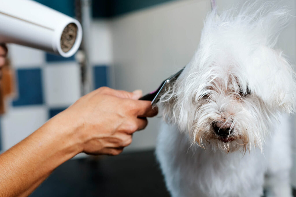 A dog groomer dries a bichon maltese dog with a hair dryer.