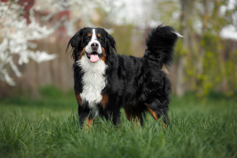 Burmese Mountain dog