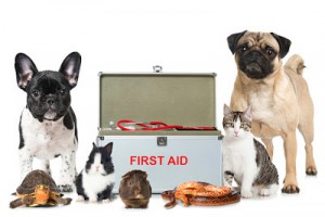 Pet-First-Aid-Kit